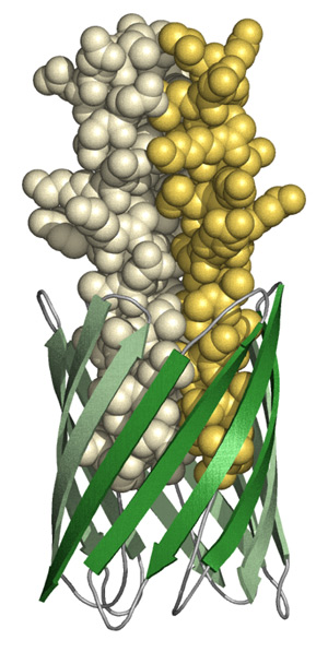 TAA membrane anchor