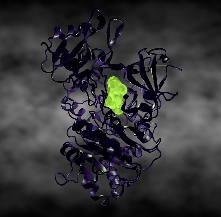 Luciferase