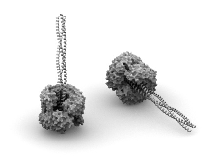 Simple nanodevice - coiled-coil and leucin-rich-repeat protein