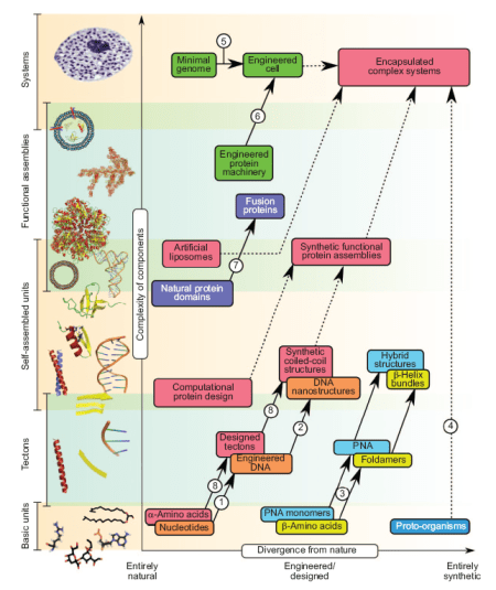 Peptide and Protein Building Blocks for Synthetic Biology - EHC Bromley et al.